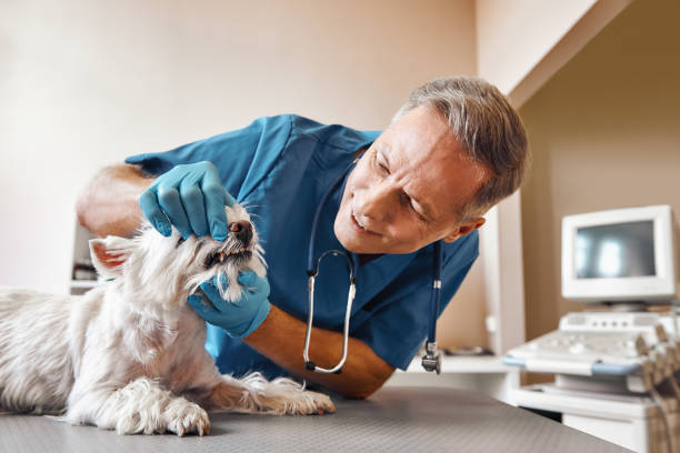 Best Emergency Dental Services for Seniors in Mount Vernon, IN